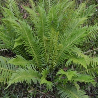 Blechnum nudum (Fishbone Water Fern) at Saint George, NSW - 8 Feb 2023 by plants