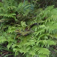 Blechnum cartilagineum (Gristle Fern) at Saint George, NSW - 9 Feb 2023 by plants