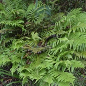 Blechnum cartilagineum at Saint George, NSW - 9 Feb 2023