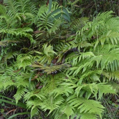 Blechnum cartilagineum (Gristle Fern) at Saint George, NSW - 8 Feb 2023 by plants