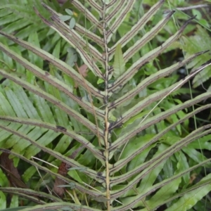 Blechnum cartilagineum at Saint George, NSW - suppressed
