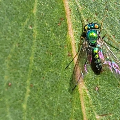Austrosciapus sp. (genus) (Long-legged fly) at Reservoir Hill, Lawson - 10 Feb 2023 by trevorpreston