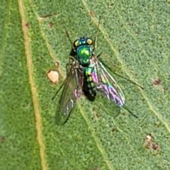 Austrosciapus sp. (genus) at Lawson, ACT - 11 Feb 2023