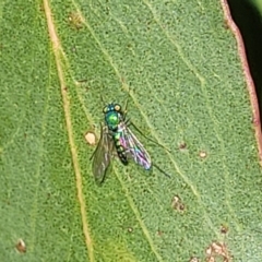 Austrosciapus sp. (genus) at Lawson, ACT - 11 Feb 2023