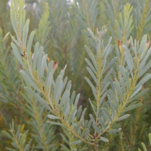 Acacia hamiltoniana at Saint George, NSW - 9 Feb 2023
