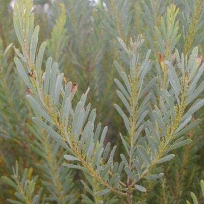 Acacia hamiltoniana at Saint George, NSW - 8 Feb 2023 by plants