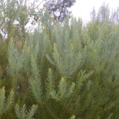 Acacia hamiltoniana at Saint George, NSW - 9 Feb 2023