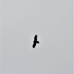 Aquila audax (Wedge-tailed Eagle) at Coolumburra, NSW - 8 Feb 2023 by plants