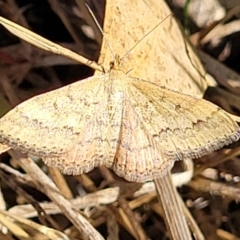 Scopula rubraria (Reddish Wave, Plantain Moth) at Reservoir Hill, Lawson - 11 Feb 2023 by trevorpreston