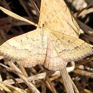 Scopula rubraria at Lawson, ACT - 11 Feb 2023 09:44 AM