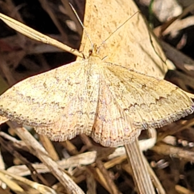 Scopula rubraria (Reddish Wave, Plantain Moth) at Lawson, ACT - 11 Feb 2023 by trevorpreston