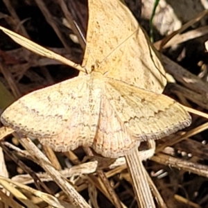 Scopula rubraria at Lawson, ACT - 11 Feb 2023 09:44 AM