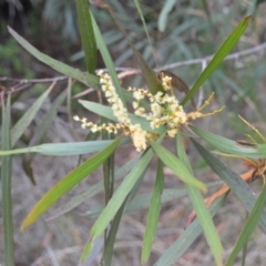 Acacia obtusifolia (Blunt-leaf Wattle) at Coolumburra, NSW - 8 Feb 2023 by plants