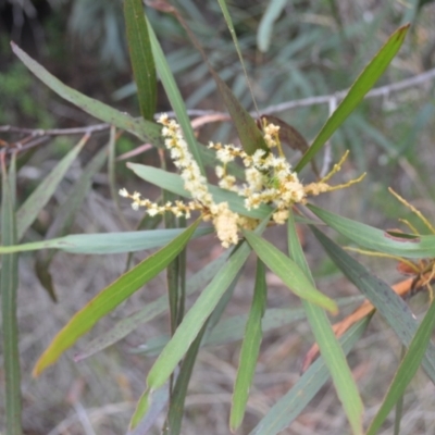 Acacia obtusifolia (Blunt-leaf Wattle) at Coolumburra, NSW - 8 Feb 2023 by plants