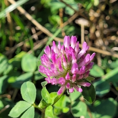 Trifolium pratense (Red Clover) at Reservoir Hill, Lawson - 11 Feb 2023 by trevorpreston