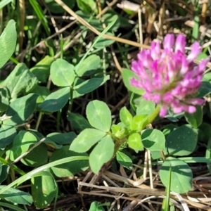 Trifolium pratense at Lawson, ACT - 11 Feb 2023