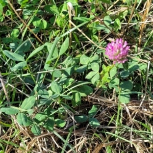 Trifolium pratense at Lawson, ACT - 11 Feb 2023