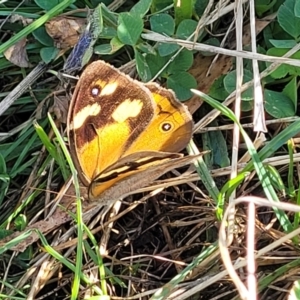 Heteronympha merope at Lawson, ACT - 11 Feb 2023 09:41 AM