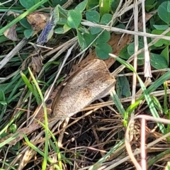 Heteronympha merope at Lawson, ACT - 11 Feb 2023