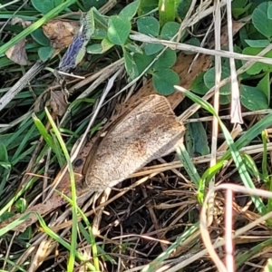 Heteronympha merope at Lawson, ACT - 11 Feb 2023