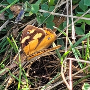 Heteronympha merope at Lawson, ACT - 11 Feb 2023 09:41 AM