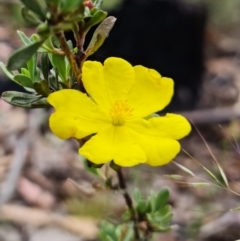 Hibbertia obtusifolia (Grey Guinea-flower) at Mount Clear, ACT - 3 Feb 2023 by RobG1