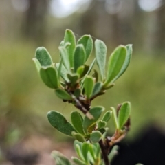 Hibbertia obtusifolia at Mount Clear, ACT - 3 Feb 2023