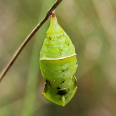 Geitoneura klugii (Marbled Xenica) at Namadgi National Park - 3 Feb 2023 by RobG1