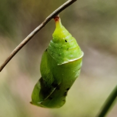 Geitoneura klugii at Mount Clear, ACT - suppressed