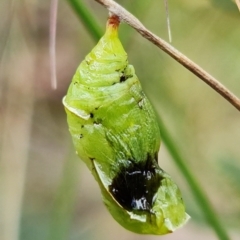 Geitoneura klugii at Mount Clear, ACT - 3 Feb 2023