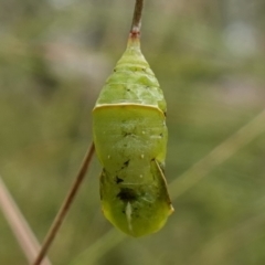 Geitoneura klugii at Mount Clear, ACT - suppressed