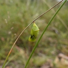 Geitoneura klugii at Mount Clear, ACT - suppressed