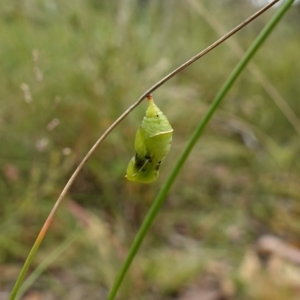 Geitoneura klugii at Mount Clear, ACT - 3 Feb 2023