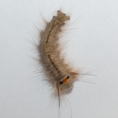 Lasiocampidae (family) IMMATURE (ALappet or Snout Moth (Lasiocampidae) at Kaleen, ACT - 4 Feb 2023 by Amata