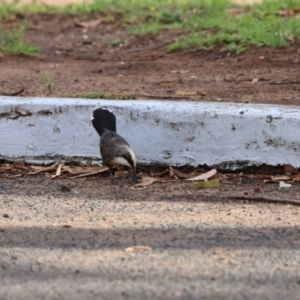 Pomatostomus temporalis temporalis at Coonabarabran, NSW - suppressed