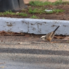 Pomatostomus temporalis temporalis at Coonabarabran, NSW - suppressed