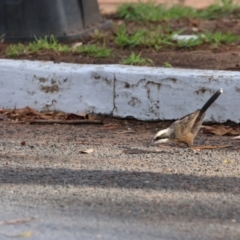 Pomatostomus temporalis at Coonabarabran, NSW - 28 Jan 2023