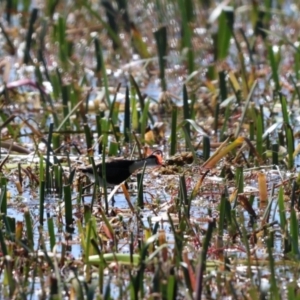 Irediparra gallinacea at Wollogorang, NSW - suppressed