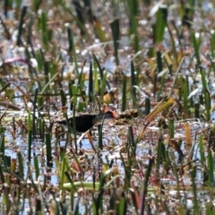 Irediparra gallinacea (Comb-crested Jacana) at Wollogorang, NSW - 4 Feb 2023 by Liam.m