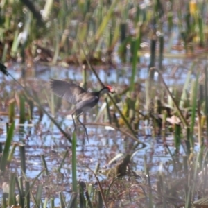 Irediparra gallinacea at Wollogorang, NSW - suppressed