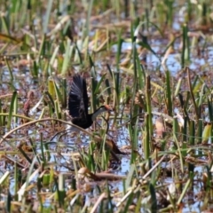 Irediparra gallinacea at Wollogorang, NSW - suppressed