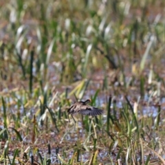 Irediparra gallinacea at Wollogorang, NSW - suppressed