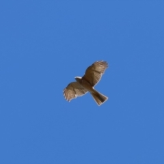 Tachyspiza cirrocephala (Collared Sparrowhawk) at Wollogorang, NSW - 4 Feb 2023 by Liam.m