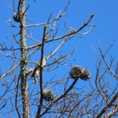 Accipiter cirrocephalus at Wollogorang, NSW - 4 Feb 2023