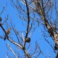 Accipiter cirrocephalus at Wollogorang, NSW - 4 Feb 2023