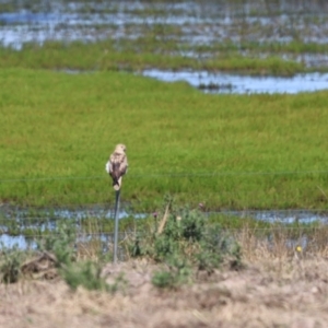 Haliastur sphenurus at Breadalbane, NSW - suppressed