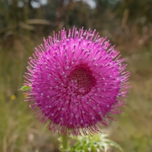 Carduus nutans at Mount Clear, ACT - suppressed