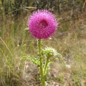 Carduus nutans at Mount Clear, ACT - suppressed