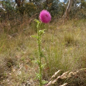 Carduus nutans at Mount Clear, ACT - suppressed