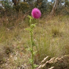 Carduus nutans at Mount Clear, ACT - 3 Feb 2023